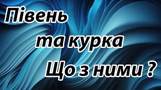 Що сталося з куркою та півнем? Продовження історії та інше.