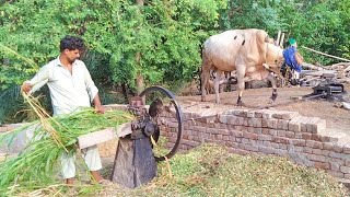 Punjabi farmer cutting fodder with the help of gear Toka machine//old chaff cutter machine in Punjab