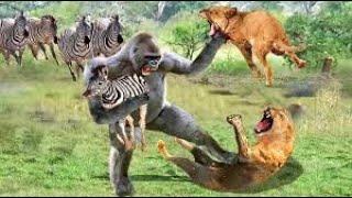 Lion VS Monkey