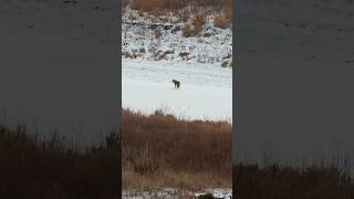 Teaching Coyotes How To Sit And Roll Over. #foxpro #coyote #hunting #shorts