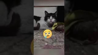 Котик болен и сильно испуган...😭😱 #животные #спасение #помощь #кот