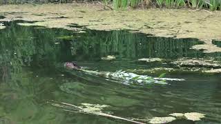 Beaver,  North Creek Wetland, Colonel Samuel Smith Park, 08/30/24