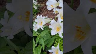 Easter Lilies Blooming in June!! #gardening