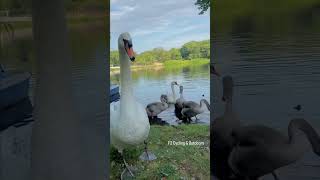 Beautiful birds #shorts #f14 #cycling #feltbicycles #swan #topgun #wings #fighterjet