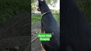 Ayaw niya pandesal #dog #doglover #viral #youtubeshorts