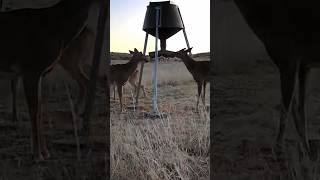 Growing Antlers Back Already!  #deer #agriculture #shorts