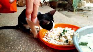 Smart abandoned kitten is eating food got from the monk