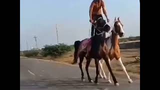 તારા ઘોડા ને તિર્શું નાગર 🐎 best Horse chal