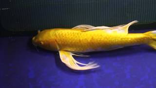 24" Gin Rin Yamabuki Ogon Butterfly Koi