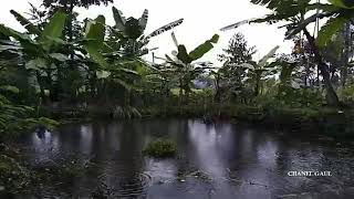 Suara Kodok Hujan ditengah Sawah. Suara Relaksasi Pengusir Stress dan Pengantar Tidur