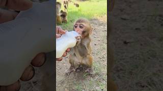 Dudhu piyenge hum to 🍼🍼🍼🐵🐵🐵#bandar #monkeyvideo #monkey 0585