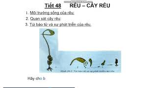 sinh 6   tuần 24   tiết 48 RÊU CÂY RÊU