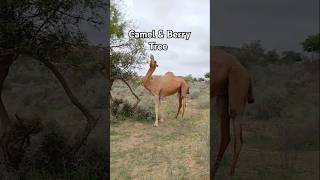 Camel & Berry Tree #ytshorts #camelinthedesert #viralshorts