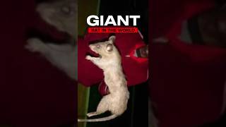 the biggest rat in the world #rat #animals #animallover #facts