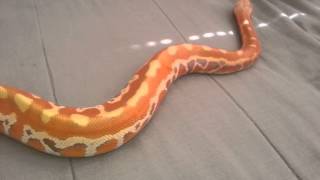 Cherry Bomb Blood Python