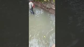 IKAN GAK USAH BELI TINGGAL AMBIL(1)