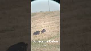 Hunting a GIANT Pig In California #shorts