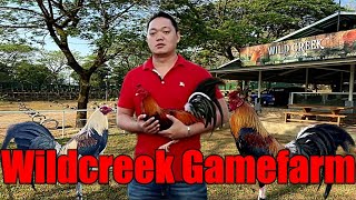 Lets Visit The Farm Of Wildcreek Gamefarm