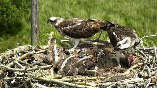 Familia Águilas pescadoras, Proyecto Dyfi Osprey (Gales)