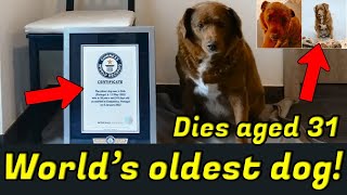 Bobi Was Named World’s Oldest Dog by Guinness Book - Who is Bobi...?