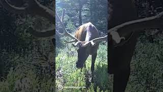 Big wide bull elk! #elk #bullelk #wildlife #gamecamera #outdoors #wapiti #short #gamecam