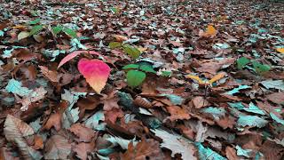 Autumn forest in Slovakia