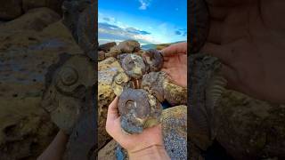 Finding GOLDEN Fossils On The JURASSIC Coast! 😵🔨🐊