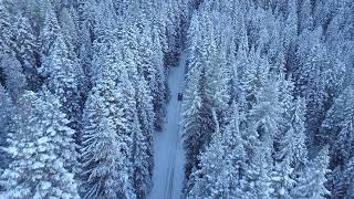 Snowy Forest arial view of gigantic frozen trees | #shorts