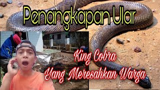 Penangkapan ular king kobra yang meresahkan warga