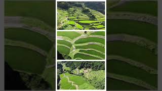 Saga, Japan Rice Field Drone Footage! Trippy 😵‍💫 #SHORTS