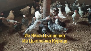 Выращивание из Яйца Цыпленка из Цыпленка Курица