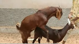 Beautiful Goats with Sahasra in Thar  🐐🐏🐐🐐🐐🐐😘😘