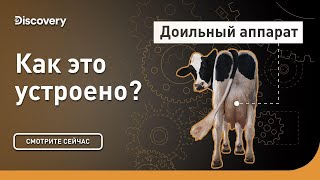 Доильный аппарат | Как это устроено? | Discovery