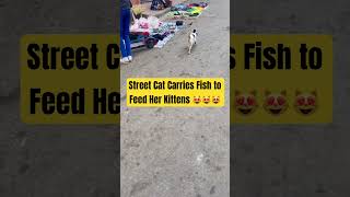 Street Cat Carries Fish to Feed Her Kittens | A Touching Moment