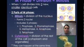 Cell Cycle: M Phase