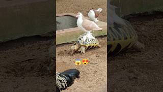 Tortoise and Pegion friendship 😍 | #trendingshorts #tortoise #pegion #shortsvideo #viral