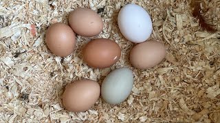 My Chickens Nightly Routine 🐓 🥚