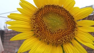 how to collect seeds from sunflower🌻|| सूर्यमुखि के फूल से बीज कैसे निकाले || seeds of sunflower 🌻🌻