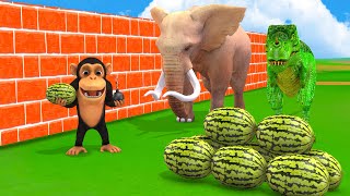 Baby Monkey Harvest watermelons in the farm and catch Elephant Dinosaur stealing | Animals Games tv