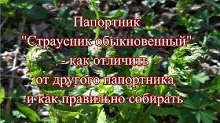 Съедобный папоротник Страусник обыкновенный- как отличить от других папоротников и как заготавливать