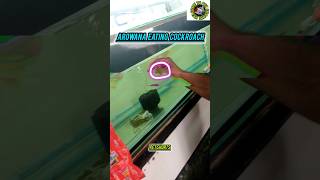 🤬🥵🪳arowana eating cockroach🔥🥵 #shorts #trending #viralshort #betta #arowana