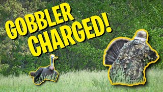 ANGRY GOBBLER CHARGED ME! (Miss and Hit at 5 steps!)