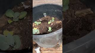 I planted some cole crops in our greenhouse today