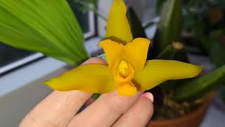 Домашнее цветение Ликасты. Lycaste aromatica×Lycaste cruenta