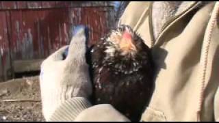 Rare Russian Orloff Chicken Breed