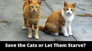 The Moral Dilemma Cats Cause, and the Damaging Effects of Street Cats