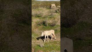 Wild Horses Run Free #majestichorses #horsevideo #wildanimal #wildlife #wildmustang #horselife