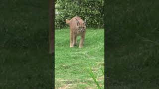 #Shorts Caracal figuring things out