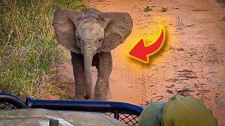 Baby Elephant Spots Tourists on Safari and Steals the Show in Adorable Surprise