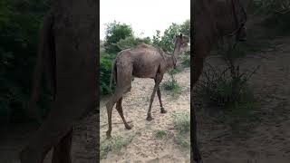 ماذا حدث لجلد الجمل؟😱 #animals #camel #desert #camellife #thardesert